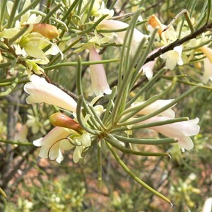 Eremophila