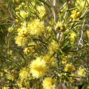 Melaleuca