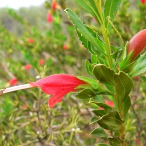 Eremophila