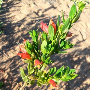 Eremophila