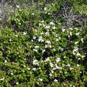 Goldfields Daisy - Olearia muelleri