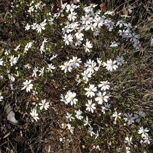 Goldfields Daisy - Olearia muelleri