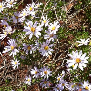 Goldfields daisy, Olearia muelleri near Lake Ballard, WA