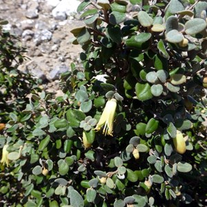 Correa backhouseana var. coriacea