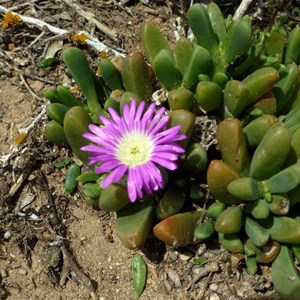 Disphyma crassifolium subsp. clavellatum