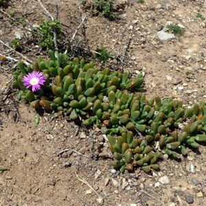 Disphyma crassifolium subsp. clavellatum