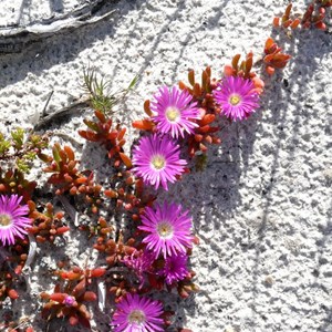 Disphyma crassifolium, Fitzgerald River NP, WA