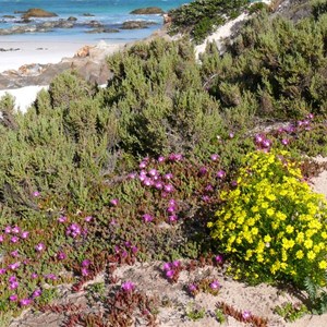 Disphyma crassifolium growing with other salt tolerant species, Fitzgerald River NP, WA