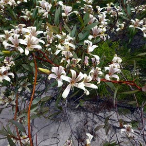 Painted Marianthus - Marianthus bicolor. 