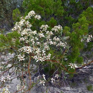 Painted Marianthus - Marianthus bicolor. 