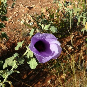 Sand Hibiscus - Alyogyne pinoniana.