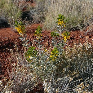 Prain's Wattle - Acacia prainii.