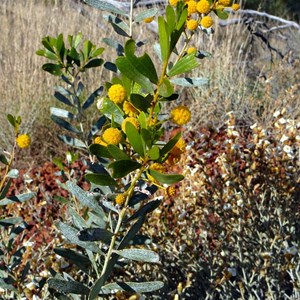 Prain's Wattle - Acacia prainii.