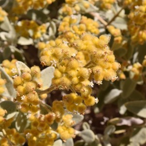 Golden Sand Sage