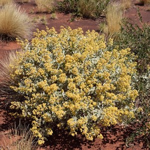 Golden Sand Sage