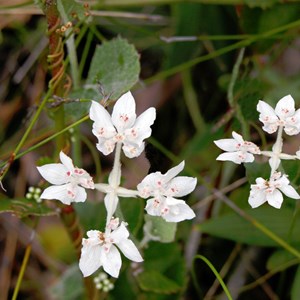 Southern Cross