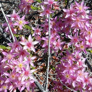 Calytrix carinata