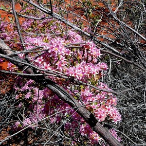 Calytrix carinata