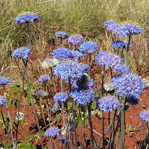 Native Cornflower - Brunonia australis