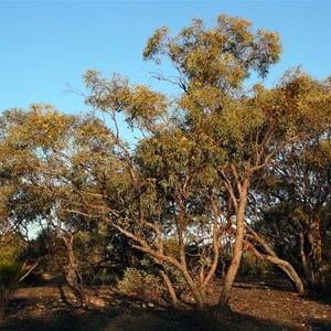 Red Mallee - Eucalyptus socialis