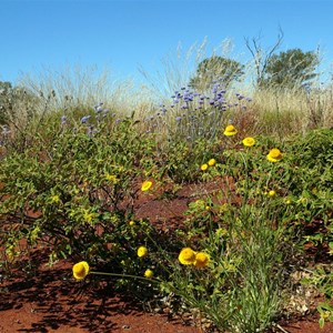 Woolly Sunray - Leucochrysum stipitatum