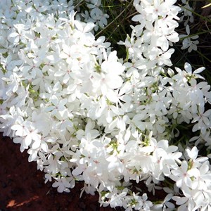 Snow Flower - Macgregoria racemigera