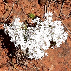 Snow Flower along Barkly Highway