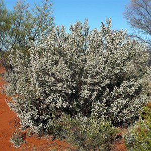 Desert Heath Myrtle - Aluta maisonneuvei 