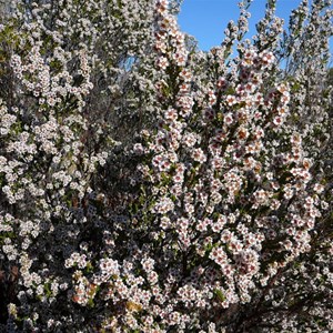 Desert Heath Myrtle - Aluta maisonneuvei 