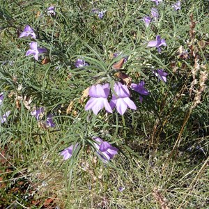 Desert Fuschia - Eremophila gilesii