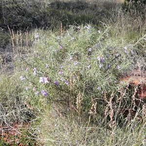 Desert Fuschia - Eremophila gilesii