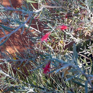 Crimson Turkey Bush - Eremophila latrobei