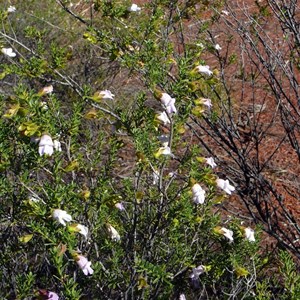 Eremophila punctata