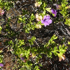 Wills' Desert Fuschia - Eremophila willsii