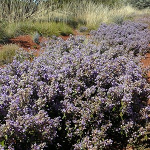 Keraudrenia velutina