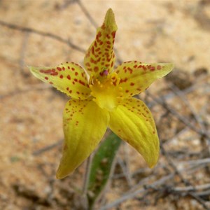 Cowslip Orchid