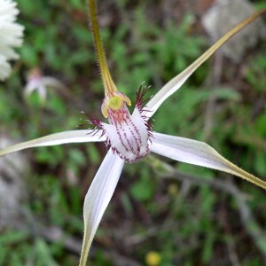 Caladenia