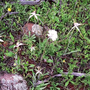 Group of spider orchids