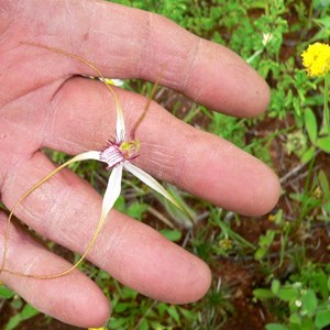 Spider Orchid