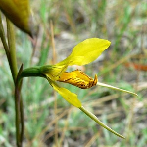 Diuris behrii