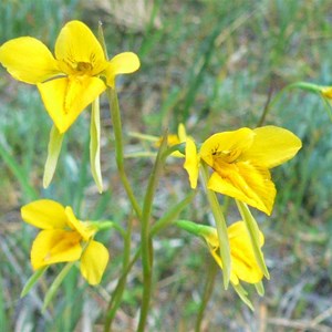 Diuris behrii