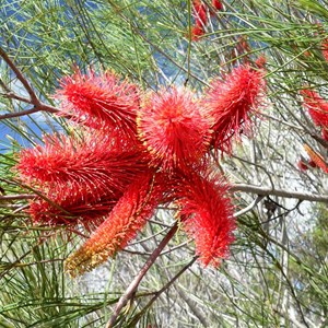 Hakea bucculenta