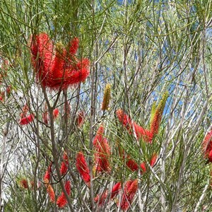 Hakea bucculenta