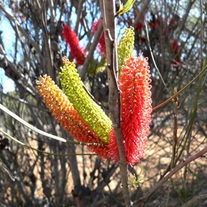 Hakea bucculenta