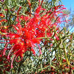 Grevillea dielsiana 