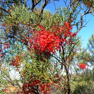 Grevillea dielsiana 