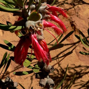 Calothamnus