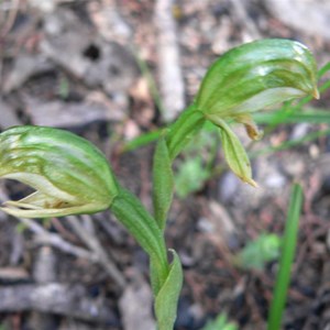 Common Greenhood Orchid