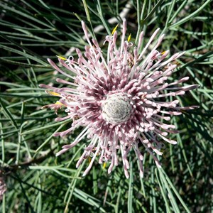 Isopogon divergens