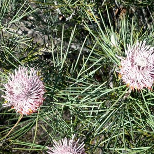 Isopogon divergens